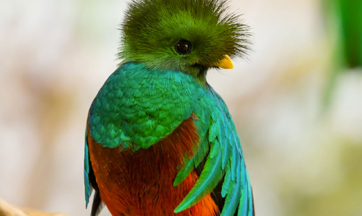 galeria-fotos-del-quetzal-ave-nacional-de-guatemala.jpg
