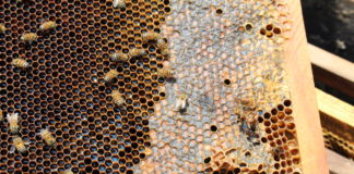apicultura Jalisco