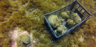 Mortal enfermedad de corales