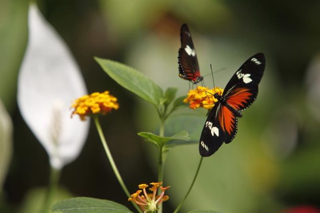 degradación forestal mariposa monarca