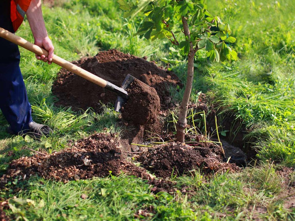 Ante déficit de arbolado, plantarán 2 mil árboles en El Grullo