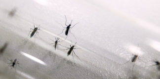 dengue semana 46 Jalisco