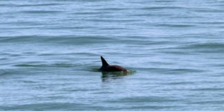 Gobierno mexicano busca estrategias para salvar la amenazada vaquita marina