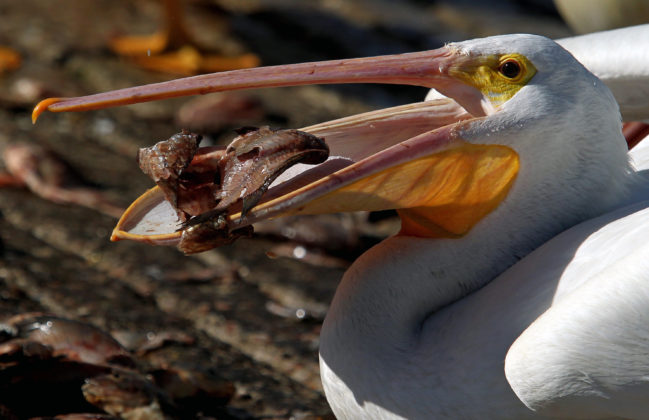Pelícanos llegan desde Canadá a México a disfrutar festín de pescado