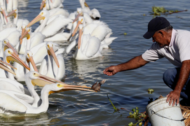 Pelícanos llegan desde Canadá a México a disfrutar festín de pescado