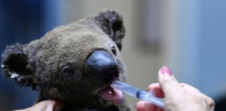 Koalas muertos por incendio Australia