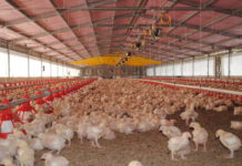 MÃ©xico da por garantizado abasto de pollo aunque subieron las importaciones