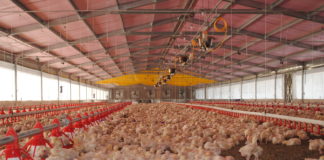México da por garantizado abasto de pollo aunque subieron las importaciones