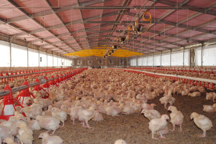 México da por garantizado abasto de pollo aunque subieron las importaciones