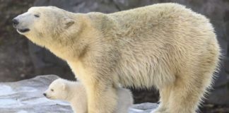 Aumenta el canibalismo entre los osos polares, dicen científicos rusos