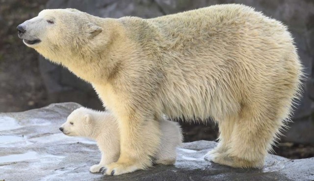 Aumenta el canibalismo entre los osos polares, dicen científicos rusos