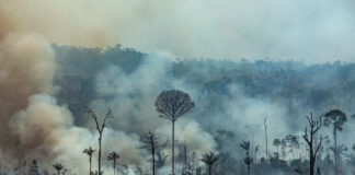 Deforestación de la Amazonía brasileña bate récord en enero