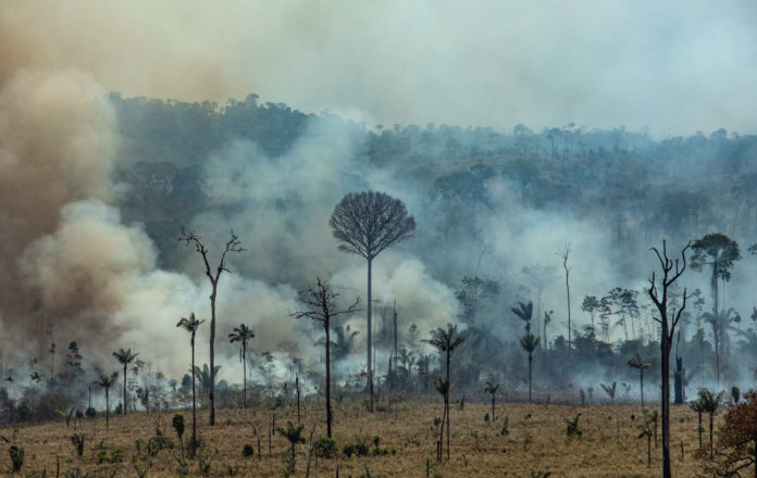 Deforestación de la Amazonía brasileña bate récord en enero