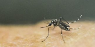 dengue no grave