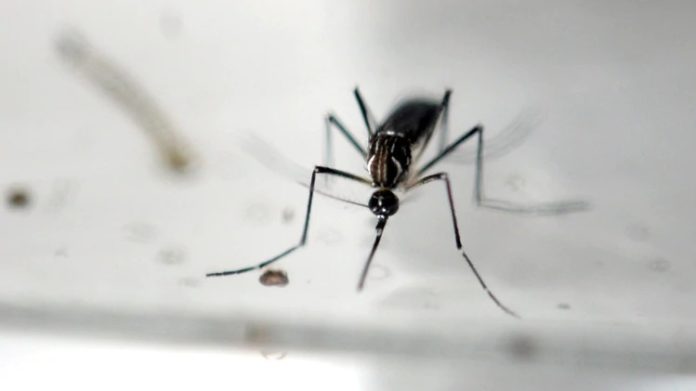 Cuatro municipios de Jalisco con mayor riesgo de dengue