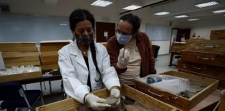 Miles piezas arqueológicas de cultura 5000 años retornan Ecuador