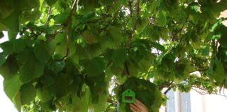Invita población reportar árboles infestados hongos