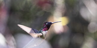colibríes migratorios