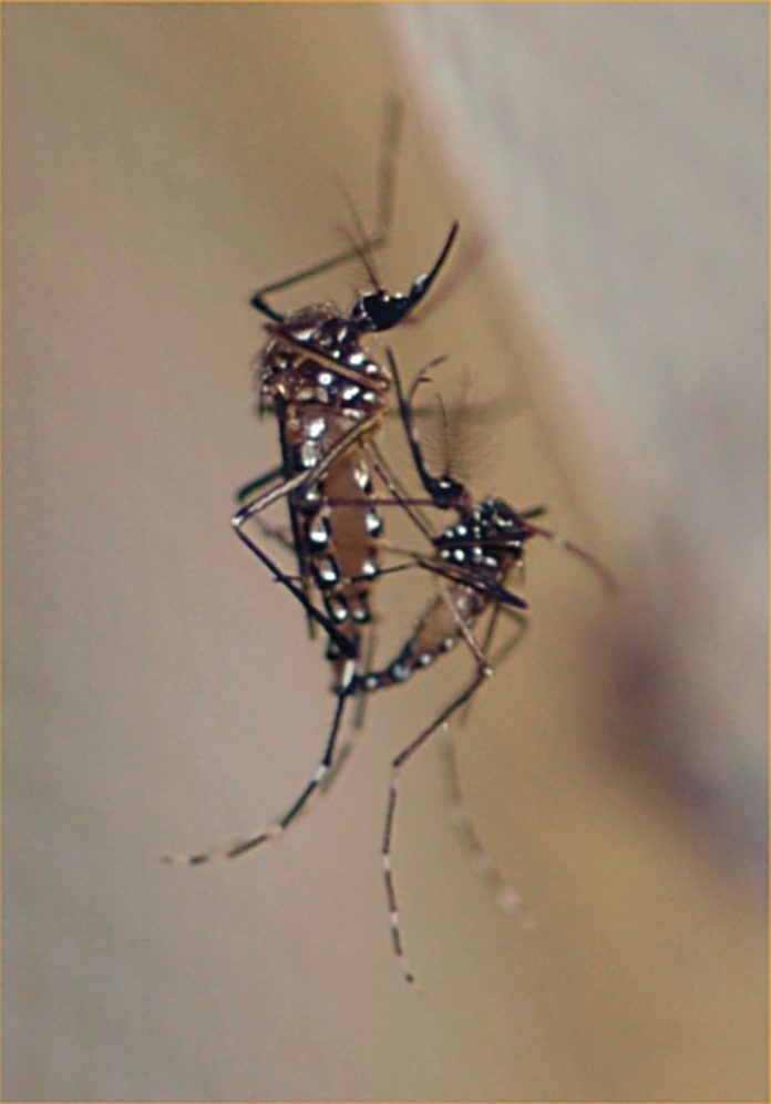 Jalisco presentan dengue