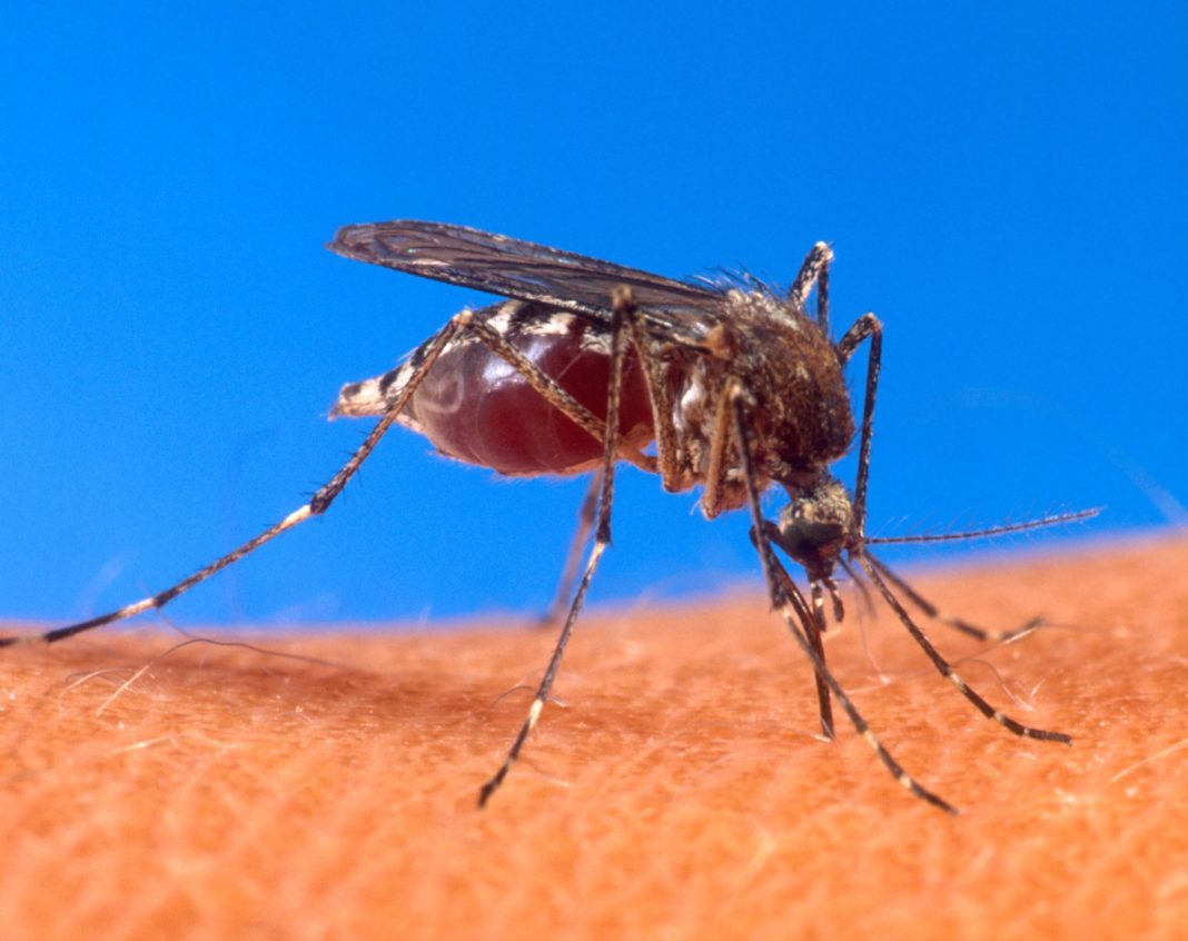 caso confirmado de dengue