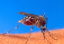 caso confirmado de dengue