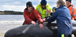 Salvada Australia ballena seis días varada