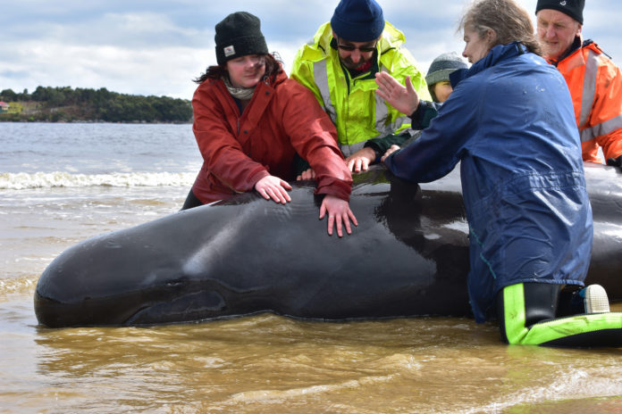 Salvada Australia ballena seis días varada