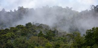 Ecuador bosques