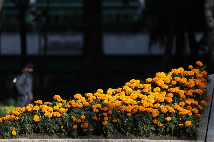 flores de cempasúchil