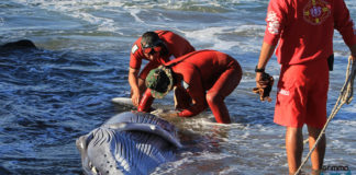 ballena varadas en Puerto Vallarta