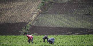 crecimiento agropecuario de México