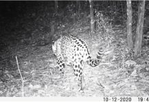 jaguar en Sierra de Manantlán