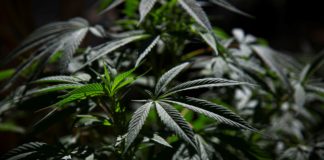 legalización del cannabis