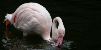 flamingo autóctono