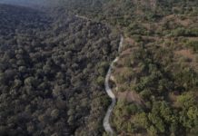 ncendio forestal en el paraje Ciudad Cajetes del ANP Bosque La Primavera se declara liquidado