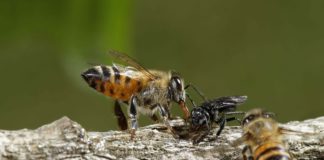 poblaciones mundiales de abejas