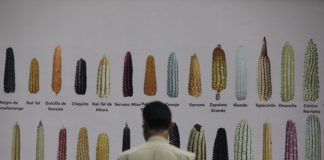 importancia del maíz