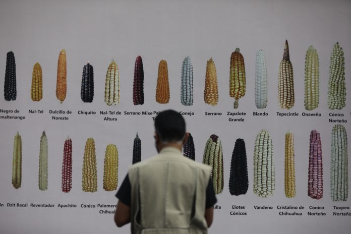 importancia del maíz