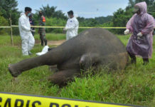 Elefante decapitado