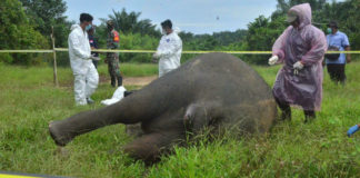 Elefante decapitado