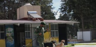 Soldados al rescate de perros callejeros en México