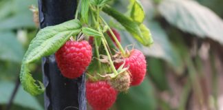 berries de Jalisco