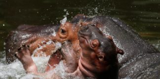 hipopótamo bebé