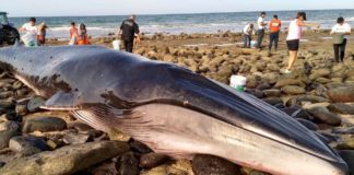 Varamiento de ballena en estado mexicano de Sonora, oportunidad para expertos