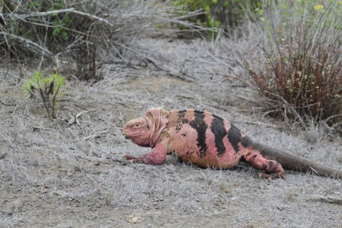Expertos estiman en 211 ejemplares la población de iguanas rosadas de Galápagos