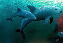 EE.UU. da un toque de alerta a México por la conservación de la vaquita marina