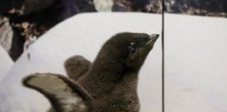 Bebé de pingüino nace en Zoológico Guadalajara y es "entrenado" por sus cuidadores
