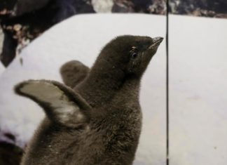 Bebé de pingüino nace en Zoológico Guadalajara y es "entrenado" por sus cuidadores