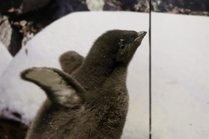 Bebé de pingüino nace en Zoológico Guadalajara y es 